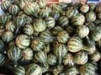 Dancing gourd kalebas 50 zaden, Ophalen of Verzenden, Nieuw