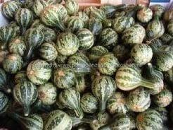 Dancing gourd kalebas 50 zaden, Hobby en Vrije tijd, Knutselen, Nieuw, Ophalen of Verzenden