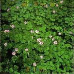 cd - Delia Fischer - Antonio, Verzenden, Zo goed als nieuw