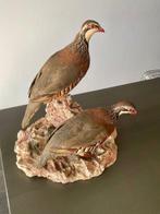 rode patrijs Taxidermie volledige montage - Alectoris rufa -, Nieuw
