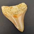 Megalodon Shark - Fossiele tand - megaselachus megalodon -, Verzamelen, Mineralen en Fossielen