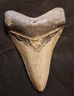 Megalodon - Fossiele tand - USA MEGALODON TOOTH - 11.5 cm -, Verzamelen