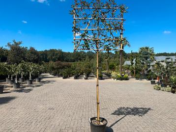 Groenblijvende / wintergroene leibomen en leischermen!! beschikbaar voor biedingen