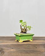 Viburnum - Hoogte (boom): 13 cm - Diepte (boom): 10 cm -