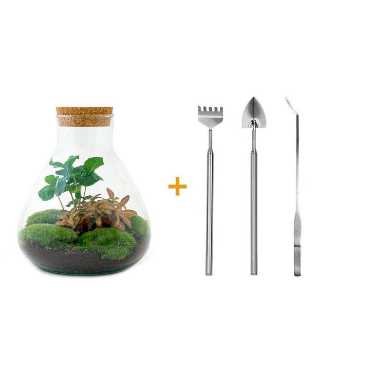 DIY terrarium - Sammie Coffea Red - Ø 22,5 cm  27 cm - Rake, Tuin en Terras, Bloembollen en Zaden, Verzenden