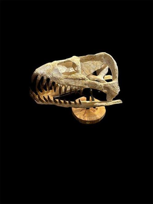 Plesiosaurus - Fossiele schedel - Zarafasaura Oceanis - 45, Verzamelen, Mineralen en Fossielen