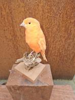 Prachtige rode kanarie Taxidermie volledige montage -, Nieuw