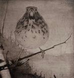 Jan Mankes (1889-1920) - Lijster op tak