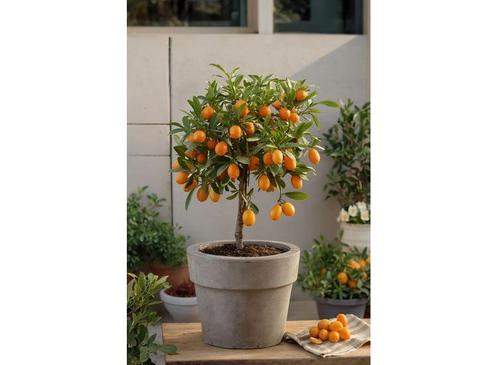 Citrus Kumquat op stam, Huis en Inrichting, Kamerplanten, Verzenden