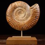 Ammoniet fossiele schelp Zeeschelp - Fossil Ammonite, Nieuw