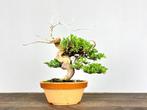 Jeneverbes bonsai (Juniperus) - Hoogte (boom): 20 cm -