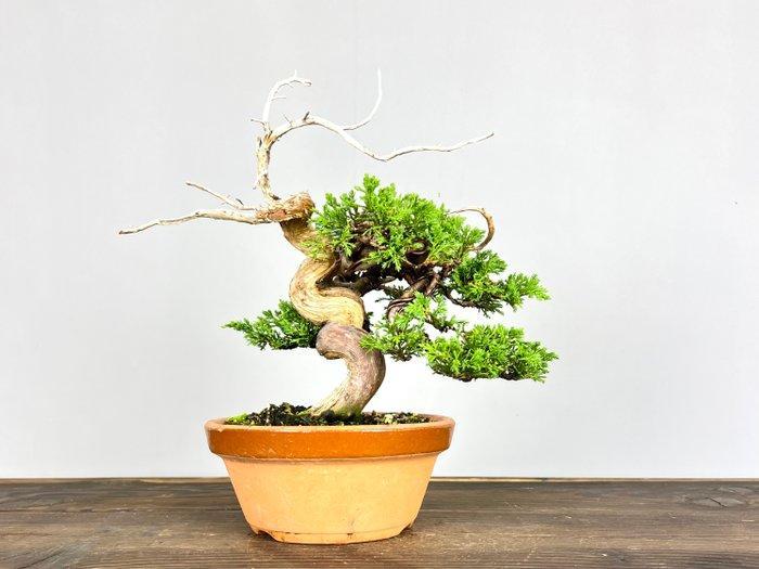Jeneverbes bonsai (Juniperus) - Hoogte (boom): 20 cm -, Antiek en Kunst, Curiosa en Brocante