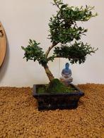 Japanese holly bonsai (Ilex crenata) - Hoogte (boom): 26 cm