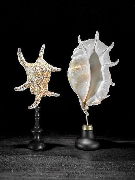 Indrukwekkend paar spinnekopconchschalen op aangepaste, Antiek en Kunst, Kunst | Designobjecten