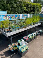 Vijverplanten VitalFish Vijver Zuurstofplanten Moerasplanten, Nieuw, Overige typen