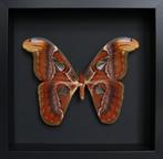 Vlinder Taxidermie volledige montage - Attacus atlas - 25 cm, Verzamelen, Nieuw