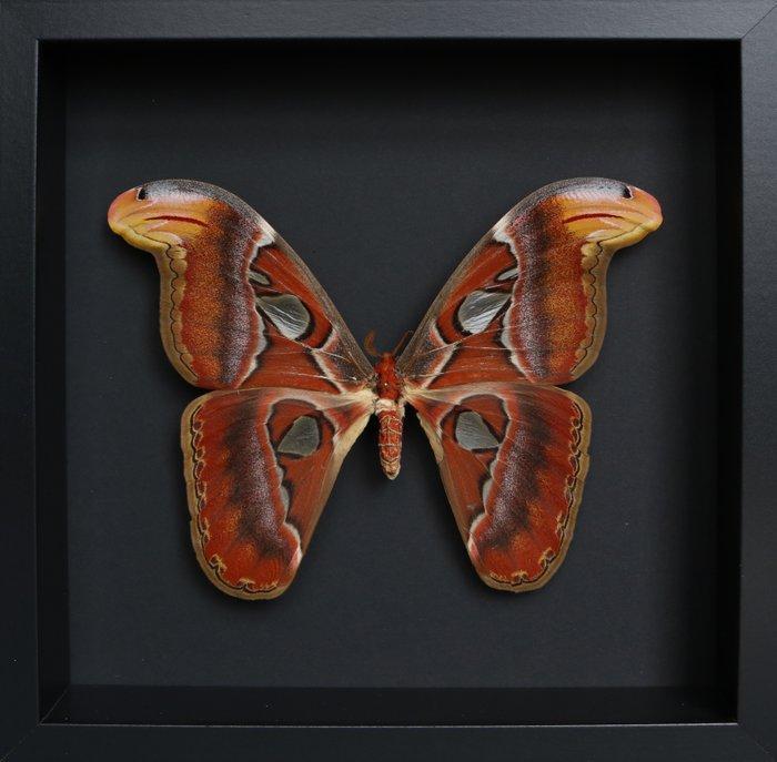 Vlinder Taxidermie volledige montage - Attacus atlas - 25 cm, Verzamelen, Dierenverzamelingen