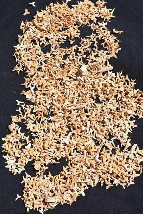 Grote ophoping van fossiele haaientanden - Fossiele tanden -, Verzamelen, Mineralen en Fossielen