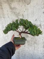 Jeneverbes bonsai (Juniperus) - Hoogte (boom): 18 cm -