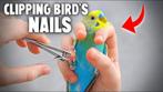 gratis nagelknippen en/of kortwieken van u vogels, Dieren en Toebehoren, Nieuw, Zand en Verzorging