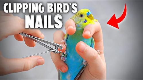 gratis nagelknippen en/of kortwieken van u vogels, Dieren en Toebehoren, Vogels | Toebehoren, Overige typen, Nieuw