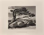 Ansel Adams (1902–1984) - Jeffrey Pine, Sentinel Dome, 1940, Antiek en Kunst