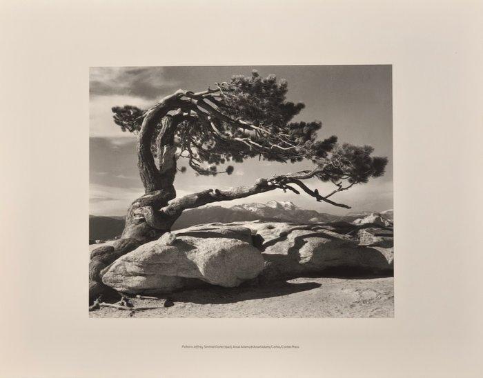 Ansel Adams (1902–1984) - Jeffrey Pine, Sentinel Dome, 1940, Antiek en Kunst, Kunst | Designobjecten