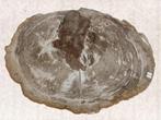 Fossiel hout - Gefossiliseerd hout - diptocarpus - 5 cm - 47
