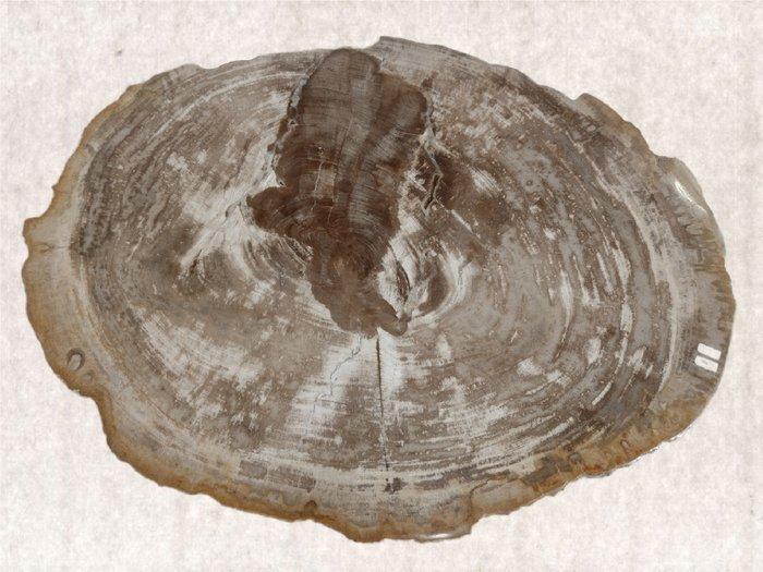 Fossiel hout - Gefossiliseerd hout - diptocarpus - 5 cm - 47, Verzamelen, Mineralen en Fossielen