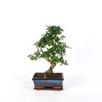 Bonsai bomen, In pot, Halfschaduw, Overige soorten, Minder dan 100 cm