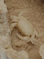 Babykrab - Fossiel skelet - 93 mm - 73 mm (Zonder, Verzamelen