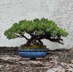 Jeneverbes bonsai (Juniperus) - Hoogte (boom): 16 cm -