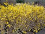 Forsythia ,  40cm , chinees klokje , geel, Tuin en Terras, In pot, Lente, Ophalen of Verzenden, 100 tot 250 cm