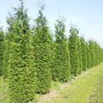 Thuja Plicata Excelsa 125-150cm