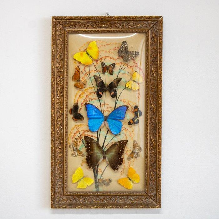 Vlinder Taxidermie volledige montage - Bacheca Vintage, Antiek en Kunst, Curiosa en Brocante