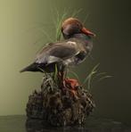 Krooneend Taxidermie Opgezette Dieren By Max, Ophalen of Verzenden, Nieuw, Vogel, Opgezet dier