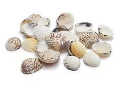 Schelp Shell Venus clam 1 kg Venusschelpen, Hobby en Vrije tijd, Knutselen, Nieuw, Ophalen of Verzenden