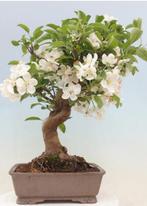 malus halliana bonsai in mooie bonsaischaal - Hoogte (boom):