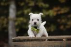 Westy pups, West Highland White Terrier, Parvo, België, Overige rassen, 8 tot 15 weken