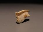 Oud-Egyptisch Faience Udjat Amulet. Late Periode, 664 - 332