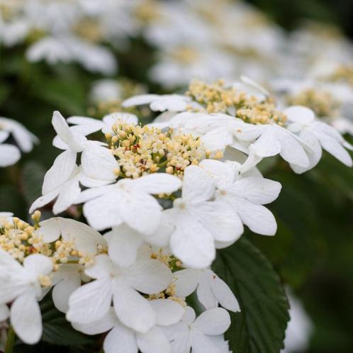 Viburnum plicatum Watanabe - 30-40 cm hoogte, Tuin en Terras, Planten | Tuinplanten, Ophalen of Verzenden