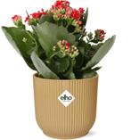 Kalanchoe Rosalina Don Justino Rood + ELHO Vibes Fold 14cm g, Verzenden