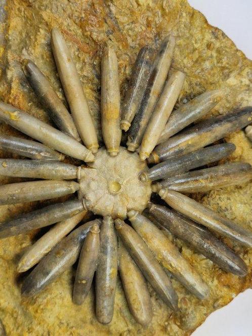 Zee-egel - Gefossiliseerd dier - 20 cm, Verzamelen, Mineralen en Fossielen