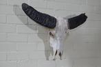 Australian Water Buffalo Schedel - Bubalus bubalis - 21 cm -, Nieuw