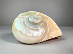 Turbo marmoratus schelp - Gepolijst Zeeschelp - Turbo, Nieuw