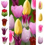 Bloembollens -65 x Tulpen  Collection  Luxury pakket -, Verzenden, Voorjaar, Volle zon, Bloembol