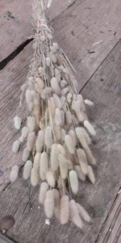 Lagurus droogbloemen, Huis en Inrichting, Woonaccessoires | Kunstplanten en Kunstbloemen, Nieuw, Ophalen of Verzenden