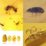 Birmese barnsteen - Fossiele cabochon - Group of 4 pieces