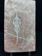 Fossiele plaatmatrix - BIG Keichousaurus sp. - 36.5 cm - 22