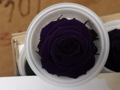 Geconserveerde rozen Paars Purple M DOOS12 Geconserveerd, Hobby en Vrije tijd, Knutselen, Nieuw, Ophalen of Verzenden